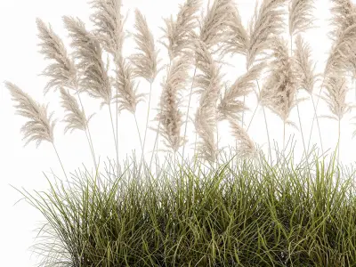 Pampas grass for landscaping 1070 3D model