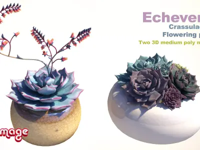 Echeveria Crassulaceae flowering plants  3D model