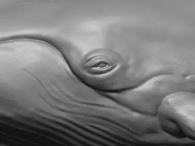 Realistic  Whale 3D Model   Low-poly 3D model