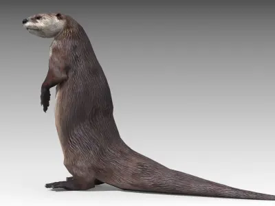 Otter Low-poly 3D model