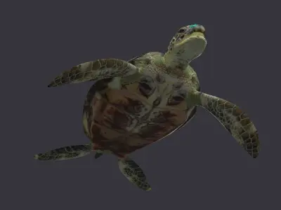 Green Sea turtle sea green pacific asian tropical atlantic 3D model