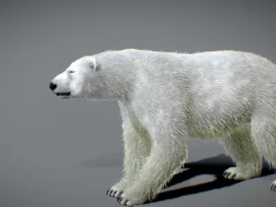 Polar bear Low-poly 3D model 8