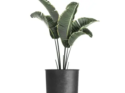 Strelitzia in a pot for the interior 842 3D model