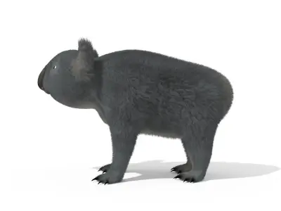 Koala High resolution Australian Animal Low-poly 3D model