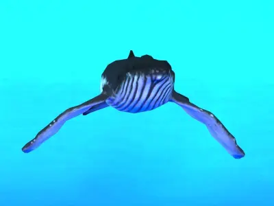 Humpback Whale Low-poly 3D model