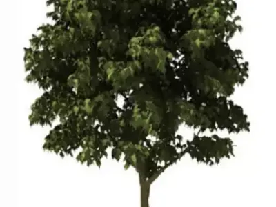 TREE 3D MODEL FREE Free 3D model