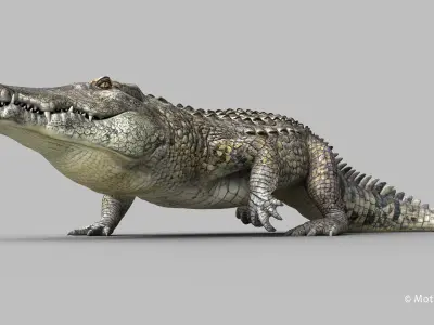 Crocodile PRO 3D model