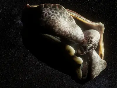 Turtle Low-poly 3D model