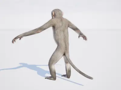 Monkey 3D model order