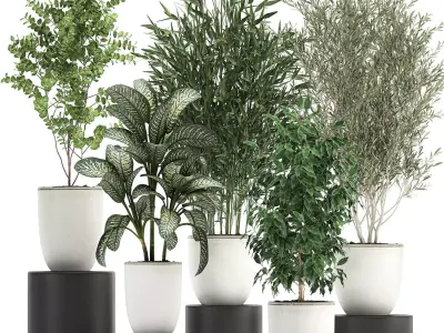 Collection of decorative trees in white flowerpots 819 3D model