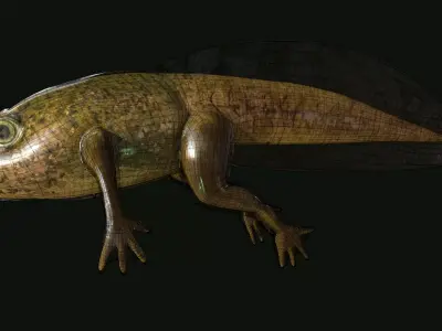 Edible Frog Tadpole Low-poly 3D model