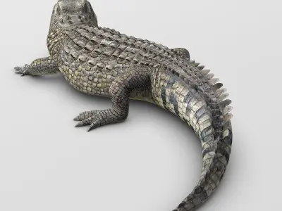 Crocodile 3D model