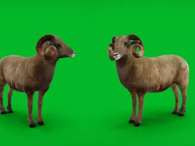 Desert Bighorn Sheep Male Low-poly 3D model