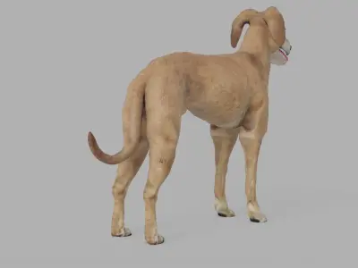 QATARI STREET DOG LOWPOLY Low-poly 3D model