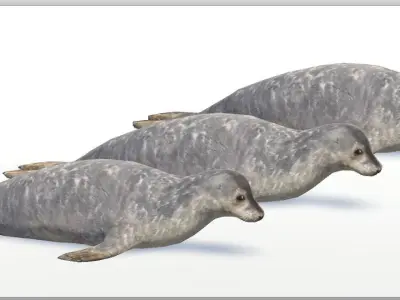 Seal animated Low-poly 3D model