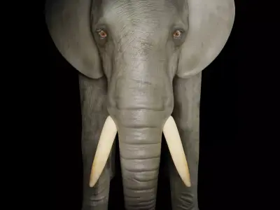 elephant  for game 3D model