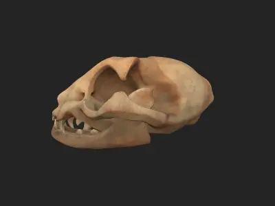 Stylized Cat Skull  Low-poly 3D model