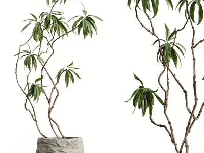AV HousePlants Japandi Minimalism Ficus Dracaena Marginata 3D model