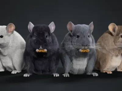 Chinchilla Animated VFX Grace 3D model