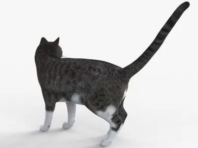 Grey Cat Rigged for Cinema 4D FBX 3D Model Low-poly 3D model