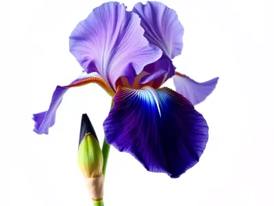 Vibrant Iris Flower model pack Low-poly 3D model