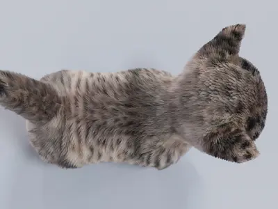 Fur Cute Cat kitten Gray No Rig Low-poly 3D model