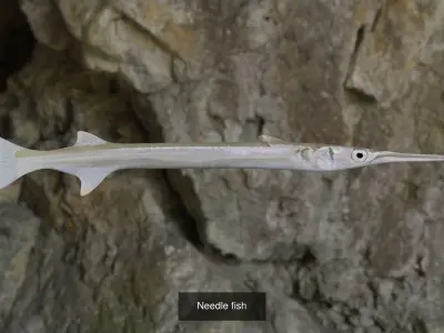 Needle fish 3D model-Longtail tuna fish 3D Model Collection