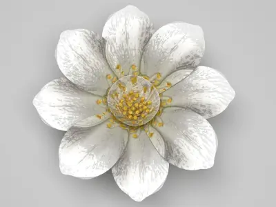 Vanilla Flower 3D model