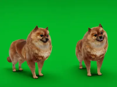 German Spitz Mittel Dog Low-poly 3D model