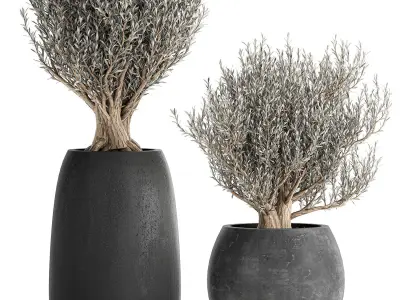 Olive trees in a black flowerpots 809 3D model