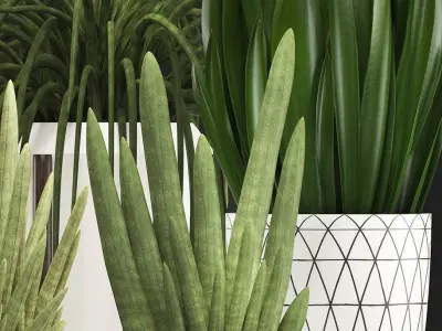 Collection of Exotic plants Sansevieria  3D model