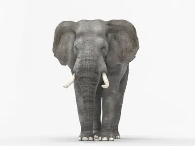African elephant 3D model Low-poly 3D model