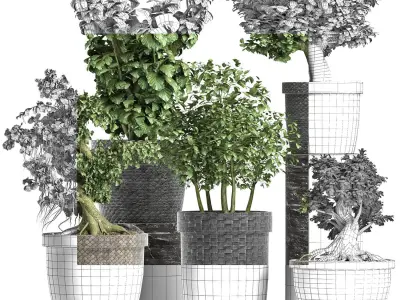 Plants Collection 204 Sageretia Theezans 3D model