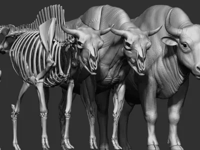 3D European bison    3D model