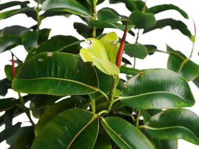 Tropical Plants in Wicker Baskets 3D model