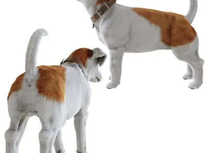 Jack Russell Terrier 3D model