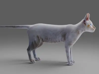 Cat White NO Rigged in Blender Low-poly 3D model