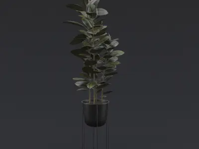 Burgundy Rubber Plant I 3D model