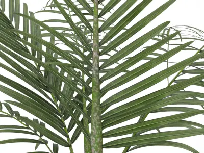 palm plant 3D model