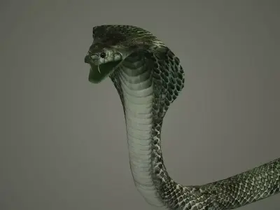 snake reptile snakes serpent python anaconda mamba cobra 3D model
