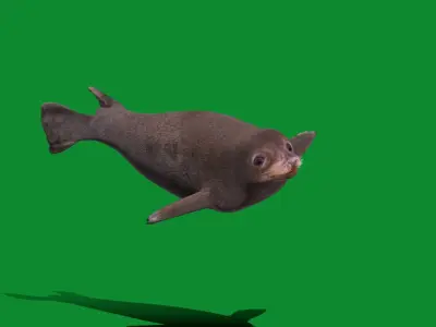 Common Seal Low-poly 3D model