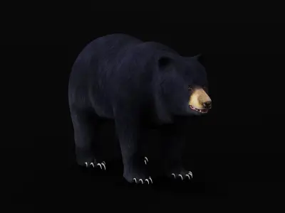 Louisiana Black Bear 3D model