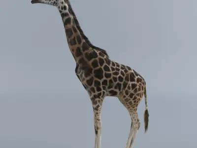 Giraffe 3D model