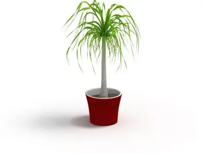 Potted Palm Tree 3D model