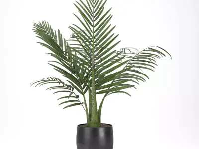 palm plant 3D model