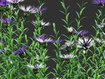 Centaurea - Cornflower - Bachelor button 02 3D model