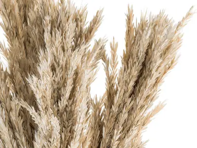 Decorative Set Dried Plants and Pampas - Set 53 3D model