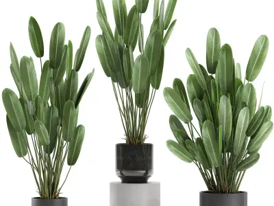 Strelitzia in a pot for the interior 738 3D model