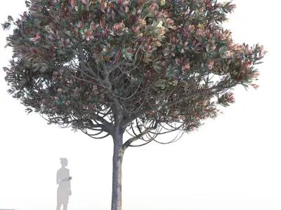 Bronze loquat eriobotrya deflexa mature 3D model