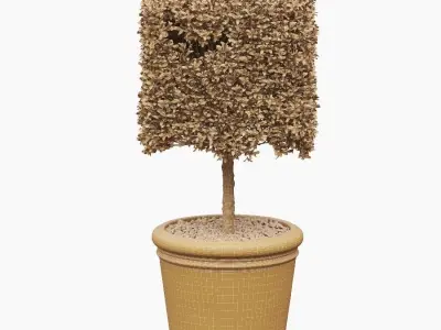 Potted Topiary Buxus 01 3D model
